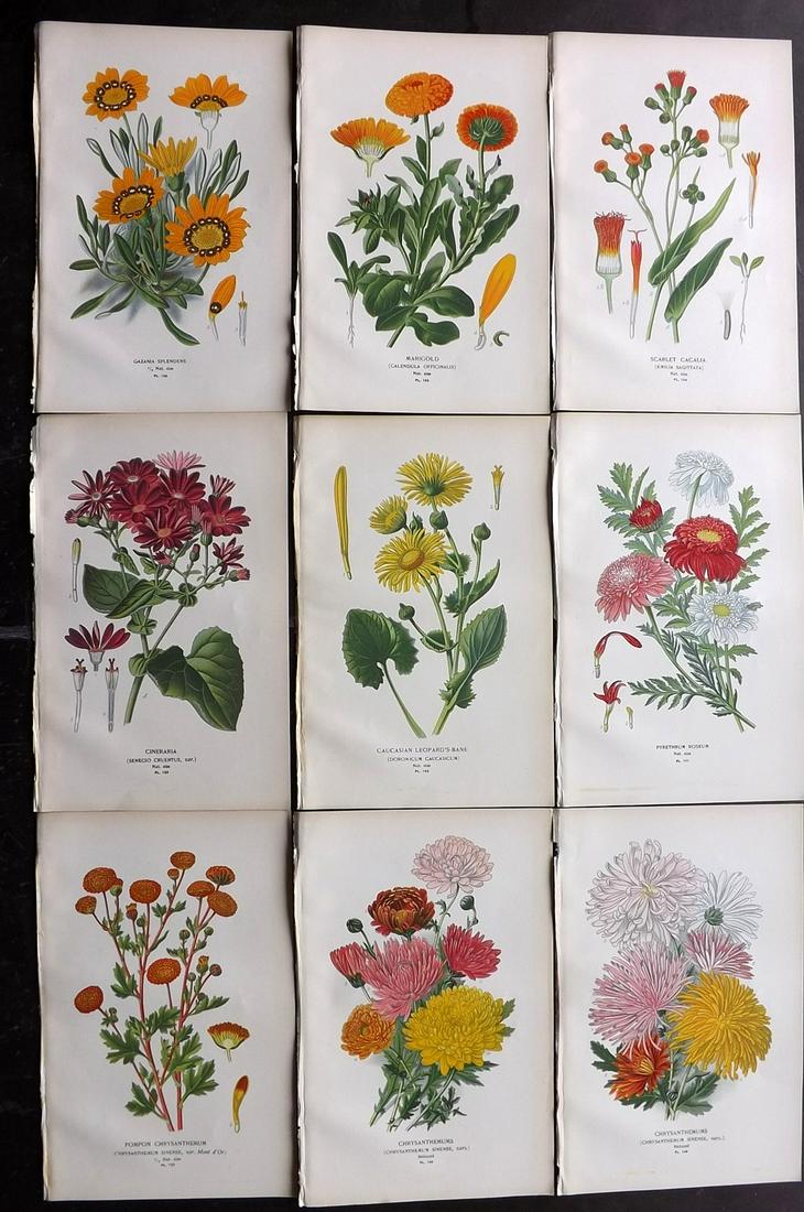 Step, Edward 1897 Lot of 9 Botanical Prints: Chromolithograph Published 1896-97 by Frederick Warne & Co., London for "Favourite Flowers of Garden and Greenhouse" by Edward Step and William Waton. Paper Size: 9.5 x 6 inch (24 x 15cm) Good Conditi