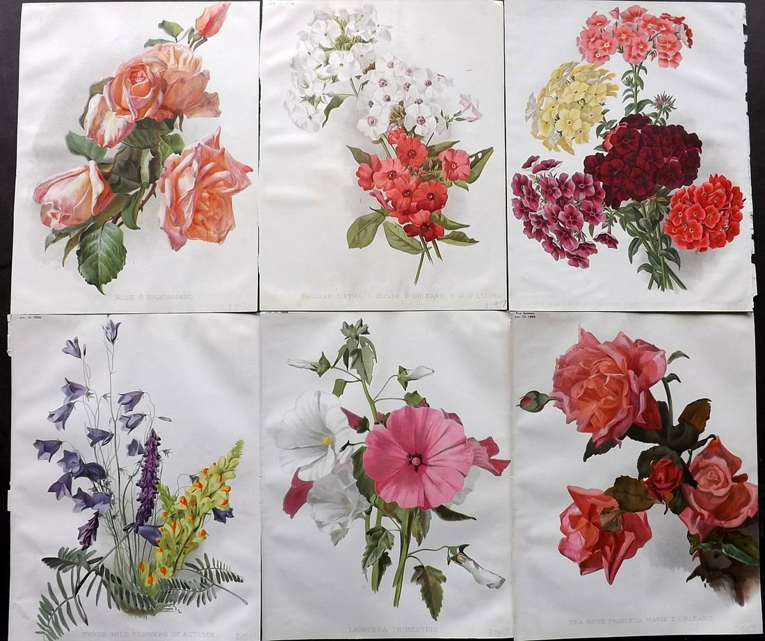 The Garden 1898 Lot of 6 Botanical Prints: Chromolithographs Published 1872-1927, London for "The Garden. An Illustrated Weekly Journal of Horticulture in all its Branches" Edited by William Robinson and others. Paper Size: 11.5 x 9 inch (29 x
