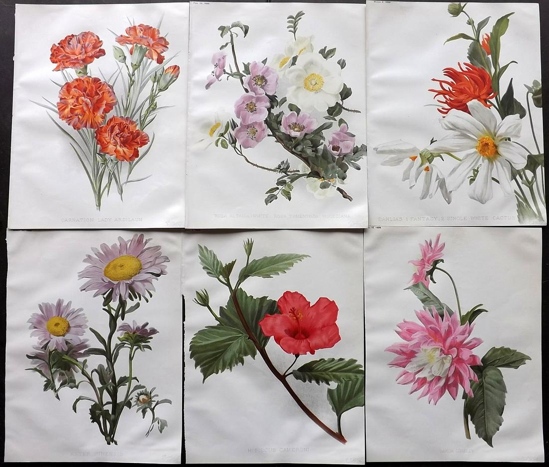 The Garden 1898 Lot of 6 Botanical Prints: Chromolithographs Published 1872-1927, London for "The Garden. An Illustrated Weekly Journal of Horticulture in all its Branches" Edited by William Robinson and others. Paper Size: 11.5 x 9 inch (29 x