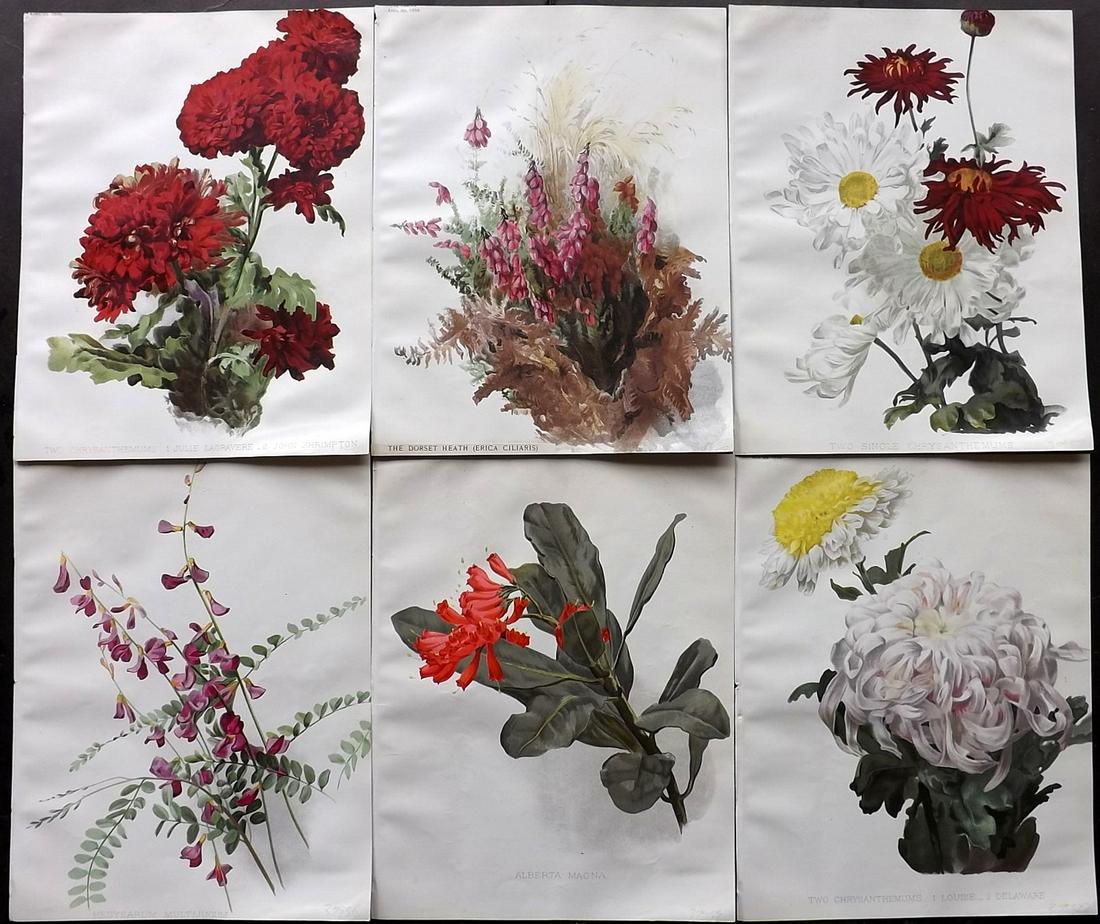 The Garden 1898 Lot of 6 Botanical Prints: Chromolithographs Published 1872-1927, London for "The Garden. An Illustrated Weekly Journal of Horticulture in all its Branches" Edited by William Robinson and others. Paper Size: 11.5 x 9 inch (29 x