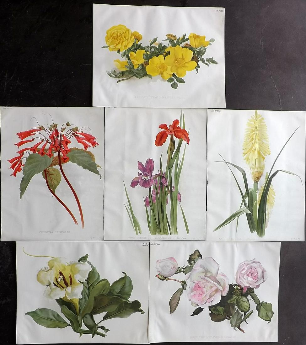 The Garden 1898 Lot of 6 Botanical Prints: Chromolithographs Published 1872-1927, London for "The Garden. An Illustrated Weekly Journal of Horticulture in all its Branches" Edited by William Robinson and others. Paper Size: 11.5 x 9 inch (29 x