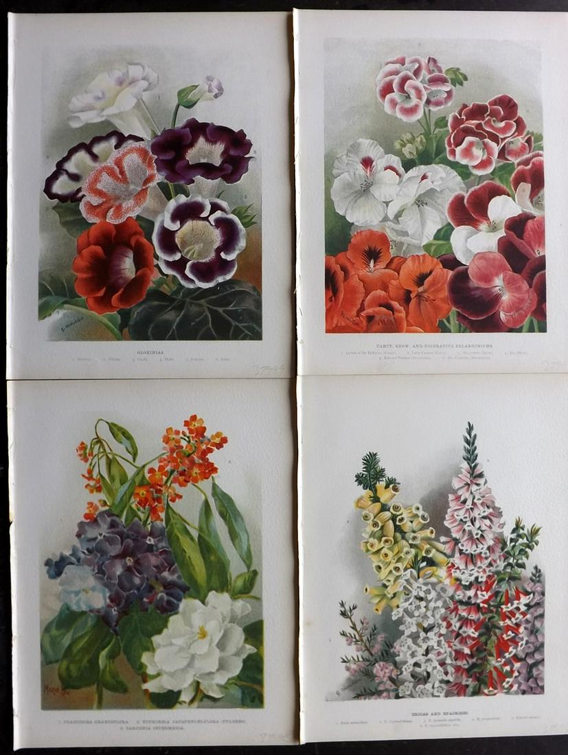 Wright, John 1890's Lot of 4 Botanical Prints: Chromolithographs Published 1896-1901 by Virtue & Co, London for "The Flower Growers Guide" By John Wright. Illustrated by Miss Gertrude Hamilton & Marie Low. Paper Size : 11 x 8 inch (28 x 20cm) Good