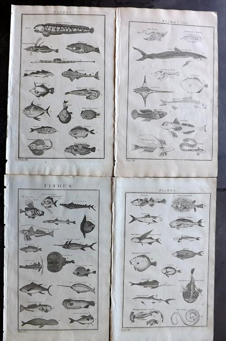 Howard, George 1796 Lot of 4 Folio Fish Prints (1 of 2)