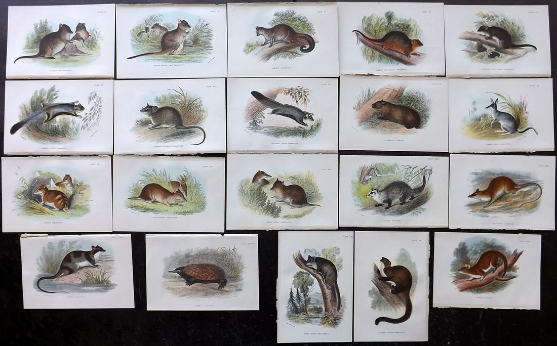 Lloyds's 1897 Lot of 20 Antique Prints. Australia (1 of 2)