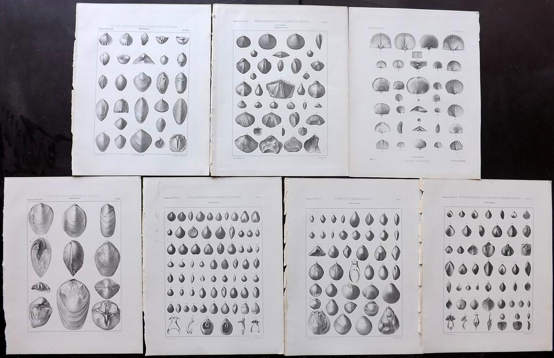 Palaeontology New-York 1847 Lot 7 Fossil Shell Prints (1 of 2)