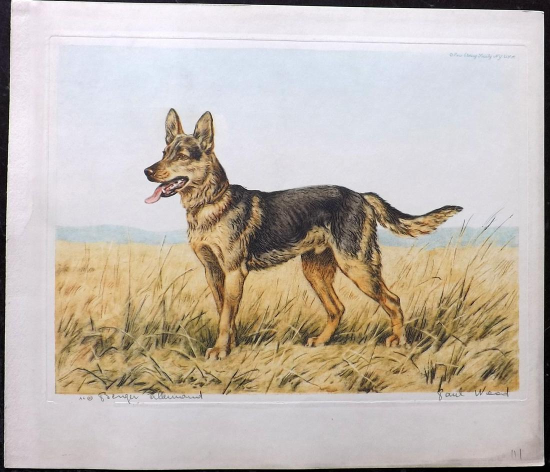Wood, Paul C1935 Signed Dog Etching. Berger Allemand: Colour Printed Etching Published C1935 by the Paris Etching Society, New York. Drawn & Etched by Paul Wood. Signed and Titled in pencil by Wood, bottom margin. Paper Size: 9.5 x 8.5 inch (24 x 22cm) G