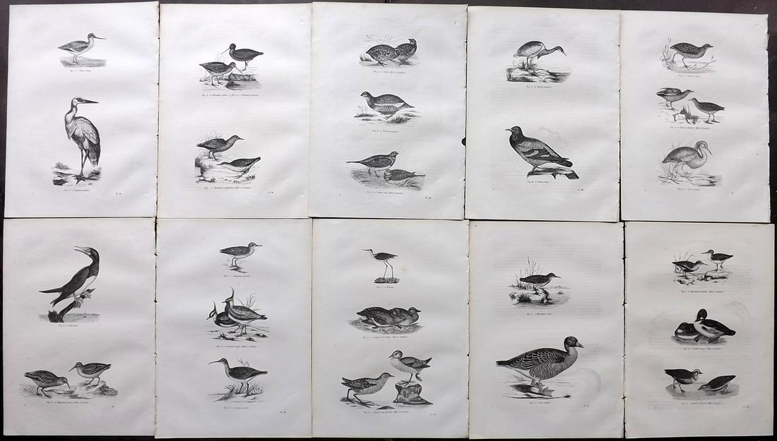 Chenu, Jean C1870 Lot of 10 Antique Bird Prints: Wood Engraving Published 1867-82, Paris for "Encyclopedie D'Histoire Naturelle" by Jean Charles Chenu. Reverse side blank. Paper Size: 11 x 7.5 inch (28 x 19cm) Good Condition overall