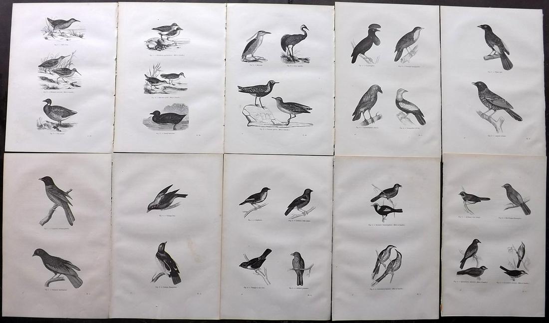 Chenu, Jean C1870 Lot of 10 Antique Bird Prints: Wood Engraving Published 1867-82, Paris for "Encyclopedie D'Histoire Naturelle" by Jean Charles Chenu. Reverse side blank. Paper Size: 11 x 7.5 inch (28 x 19cm) Good Condition overall