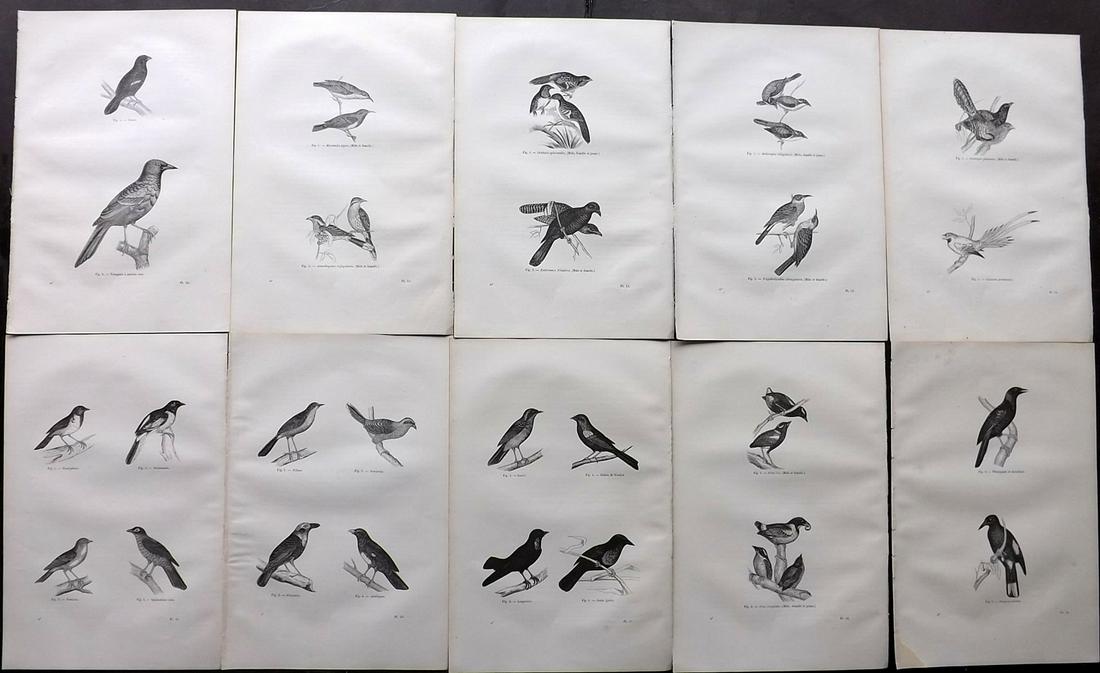 Chenu, Jean C1870 Lot of 10 Antique Bird Prints: Wood Engraving Published 1867-82, Paris for "Encyclopedie D'Histoire Naturelle" by Jean Charles Chenu. Reverse side blank. Paper Size: 11 x 7.5 inch (28 x 19cm) Good Condition overall