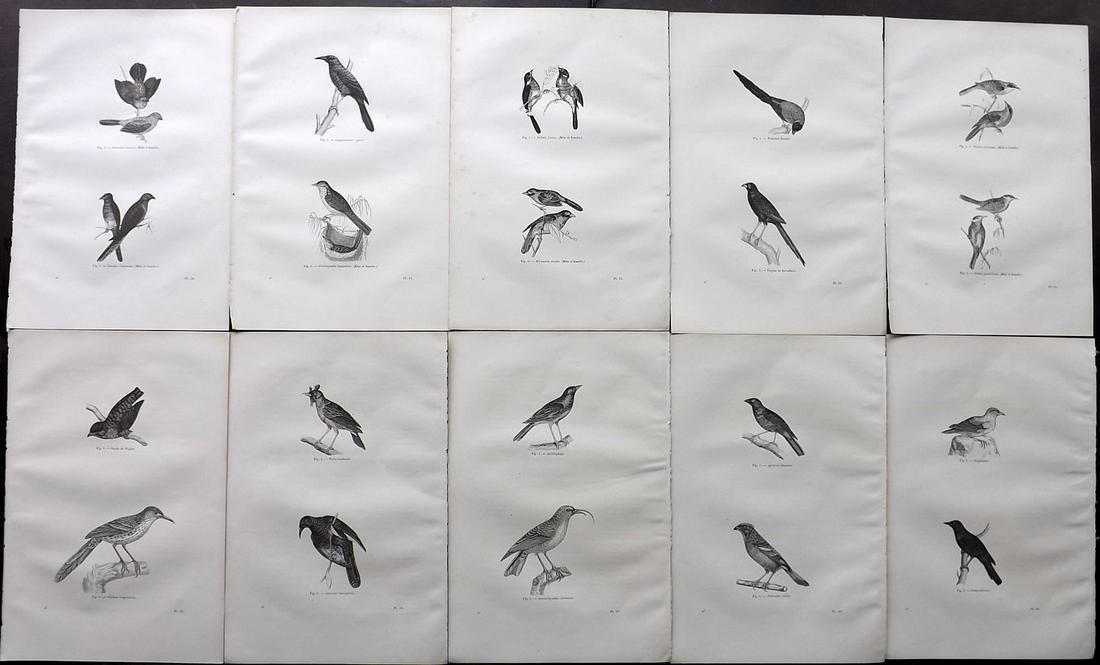 Chenu, Jean C1870 Lot of 10 Antique Bird Prints: Wood Engraving Published 1867-82, Paris for "Encyclopedie D'Histoire Naturelle" by Jean Charles Chenu. Reverse side blank. Paper Size: 11 x 7.5 inch (28 x 19cm) Good Condition overall