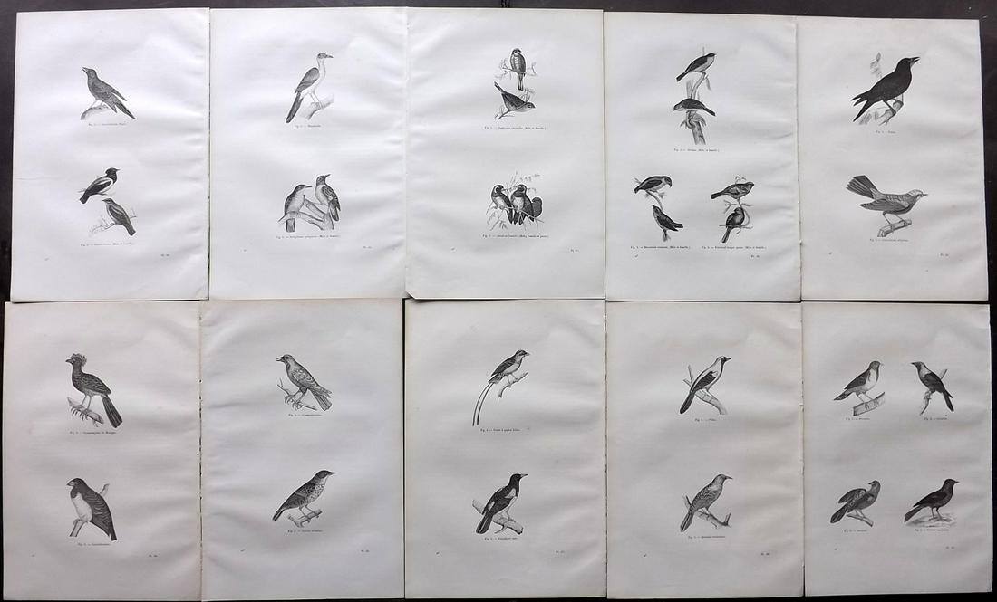 Chenu, Jean C1870 Lot of 10 Antique Bird Prints: Wood Engraving Published 1867-82, Paris for "Encyclopedie D'Histoire Naturelle" by Jean Charles Chenu. Reverse side blank. Paper Size: 11 x 7.5 inch (28 x 19cm) Good Condition overall