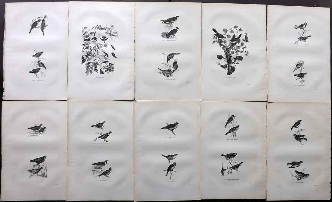 Chenu, Jean C1870 Lot of 10 Antique Bird Prints: Wood Engraving Published 1867-82, Paris for "Encyclopedie D'Histoire Naturelle" by Jean Charles Chenu. Reverse side blank. Paper Size: 11 x 7.5 inch (28 x 19cm) Good Condition overall