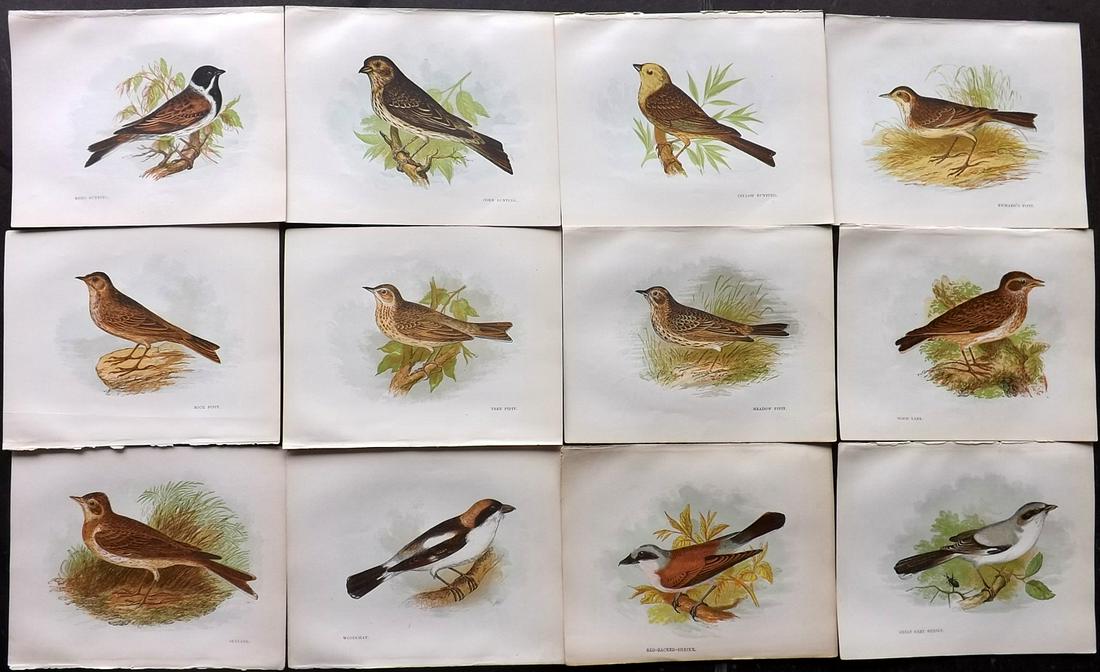 Pratt, Anne 1850's Lot of 12 Bird Prints (1 of 2)
