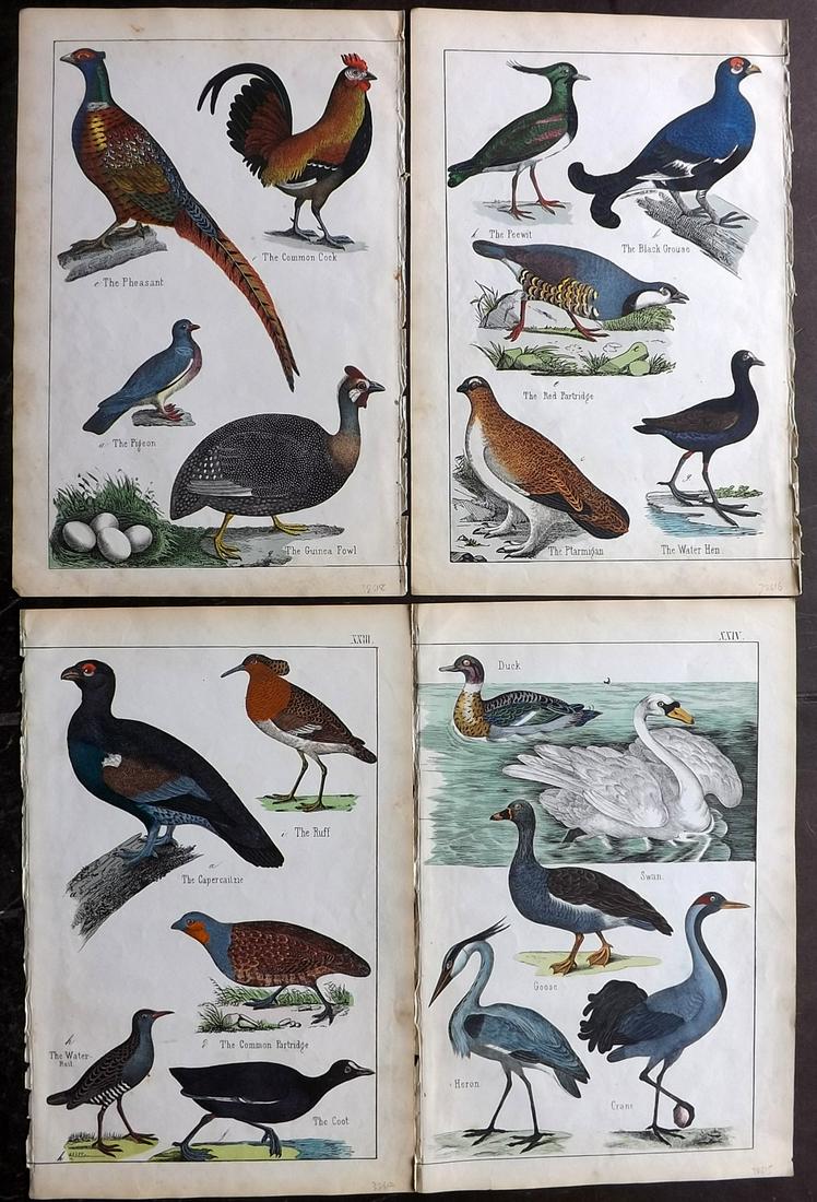 White, Adam 1859 Lot of 4 Hand Col Bird Prints (1 of 2)