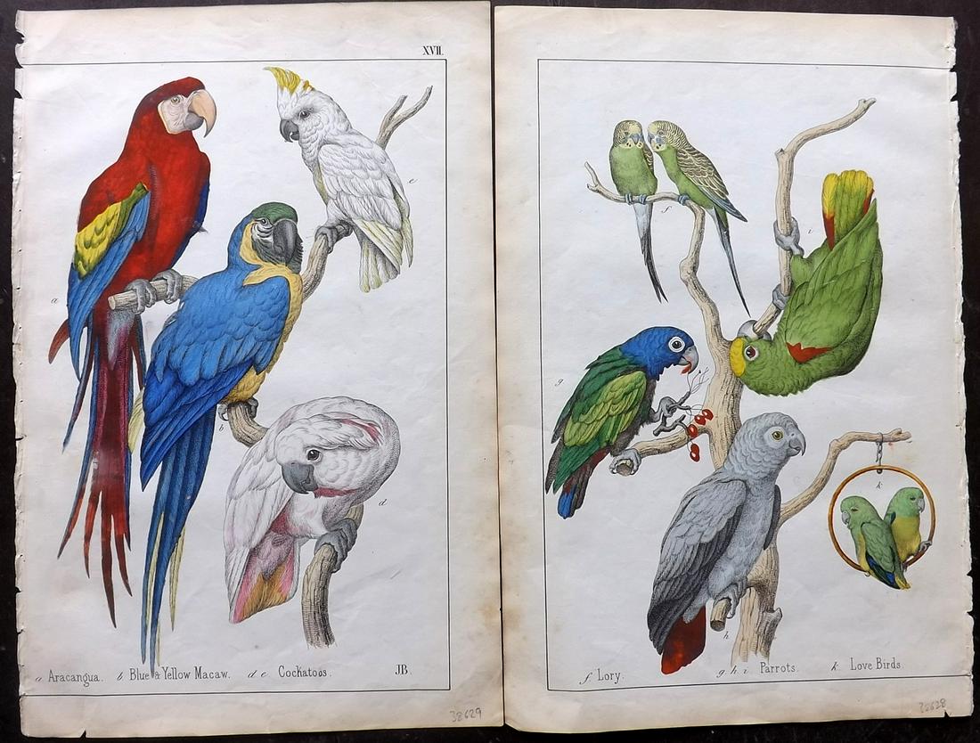 White, Adam 1859 Pair of Hand Col Parrot Prints (1 of 2)