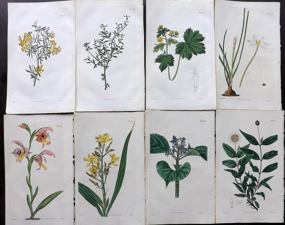 Curtis, William 1825 Lot of 8 HCol Botanical Prints (1 of 2)