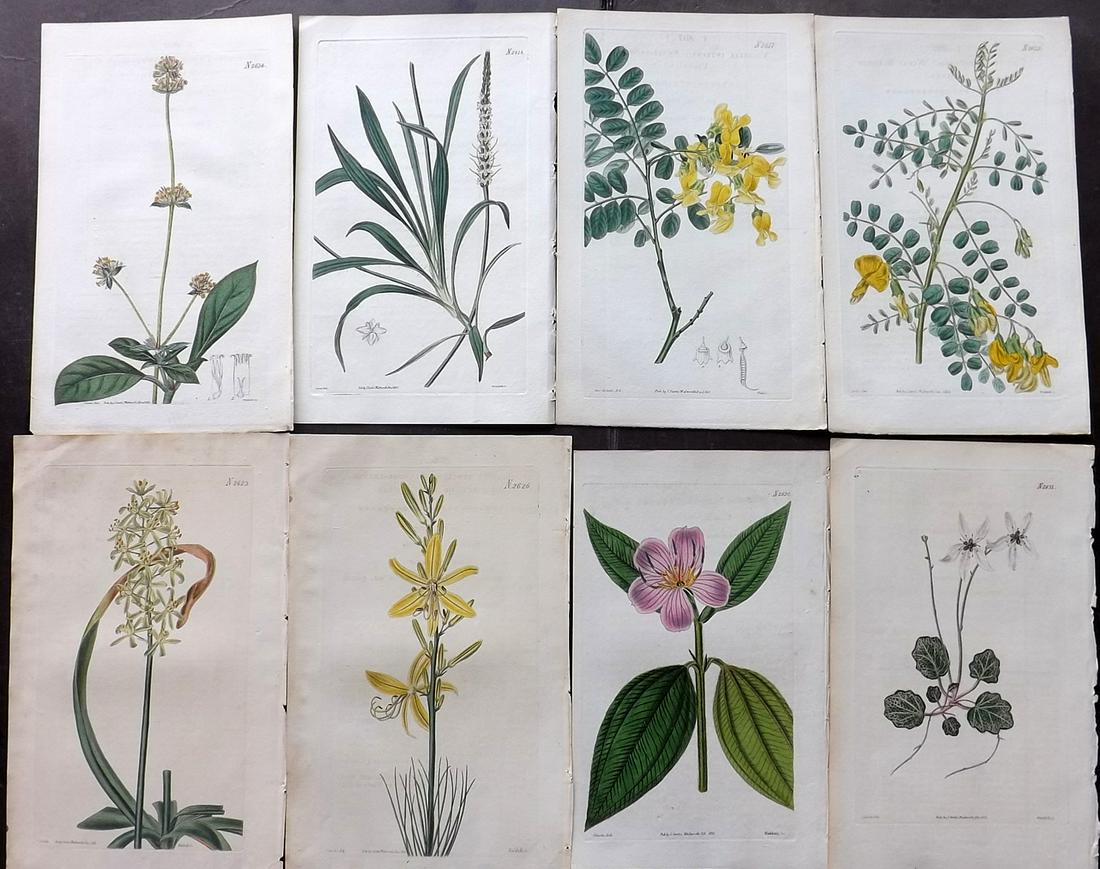 Curtis, William 1825 Lot of 8 HCol Botanical Prints (1 of 2)