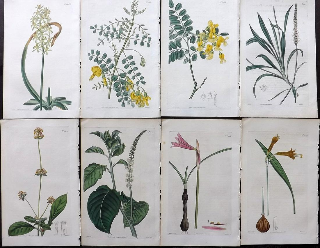 Curtis, William 1825-6 Lot of 8 HCol Botanical Prints (1 of 2)