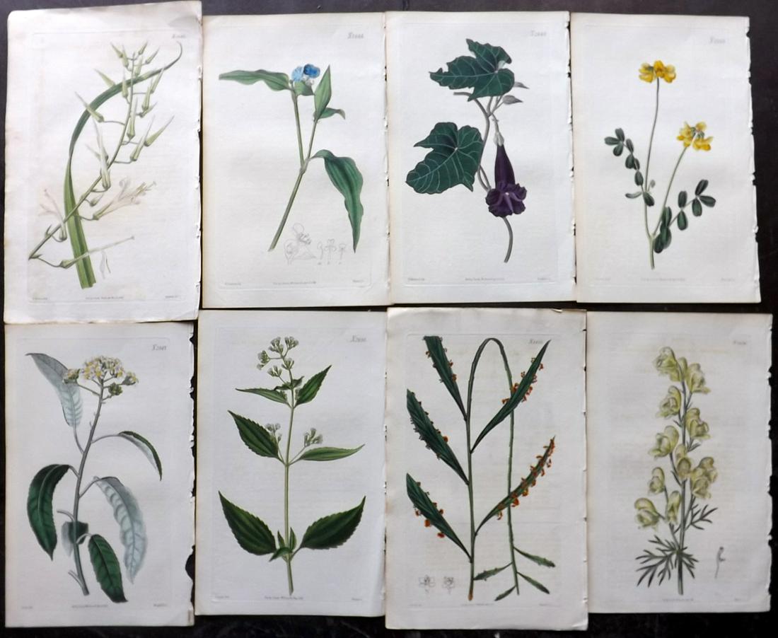 Curtis, William 1826 Lot of 8 HCol Botanical Prints (1 of 2)