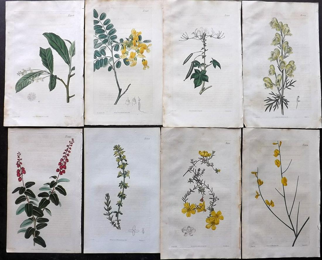 Curtis, William 1826 Lot of 8 HCol Botanical Prints (1 of 2)