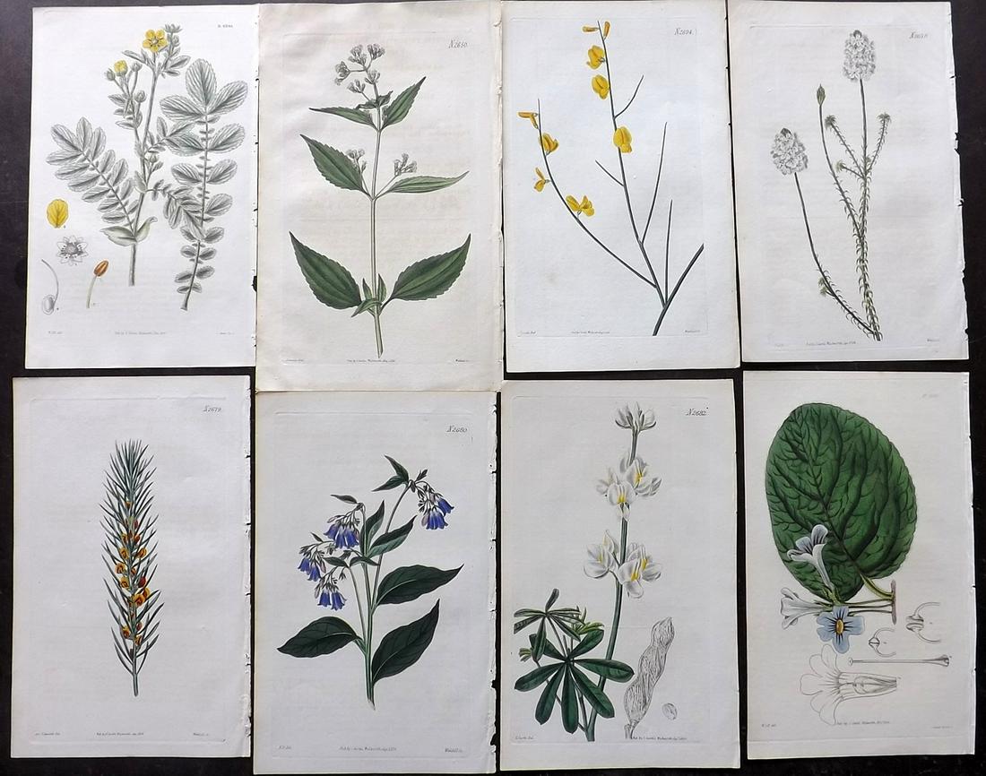 Curtis, William 1826 Lot of 8 HCol Botanical Prints (1 of 2)