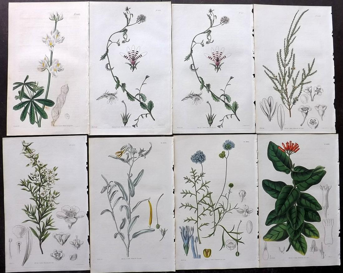 Curtis, William 1826 Lot of 8 HCol Botanical Prints (1 of 2)