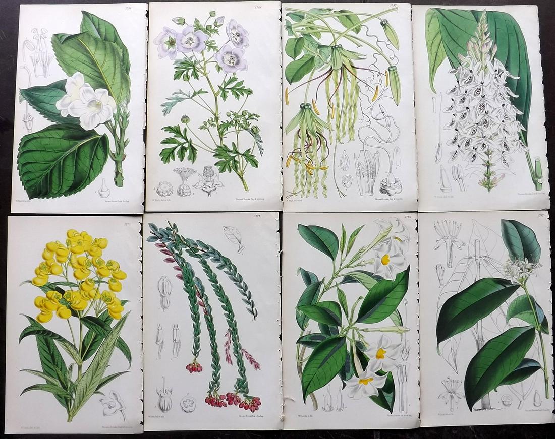 Curtis, William 1840's Lot of 8 HCol Botanical Prints (1 of 2)