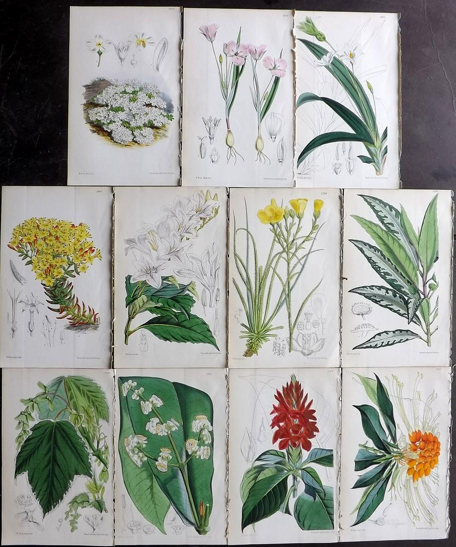 Curtis, William 1840's Lot of 11 HCol Botanical Prints (1 of 2)