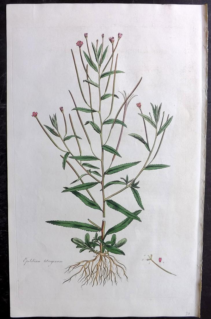 Curtis, William C1780 LG HC Botanical. Willow Herb (1 of 2)