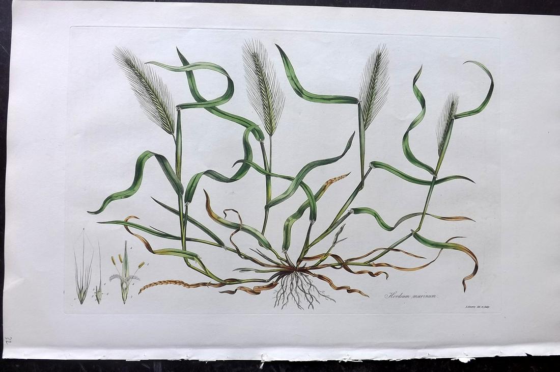 Curtis, William C1780 LG HC Botanical. Wall Barley (1 of 2)