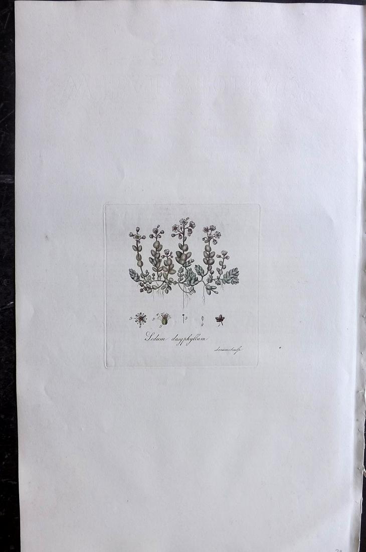 Curtis, William C1780 LG HC. Thick Leaved Stone Crop: Hand Colored Copper Plate Published 1777-98, London for "Flora Londinensis: or Plates and Descriptions of such plants as grow wild in the Environs of London" by William Curtis. With accompanying descr