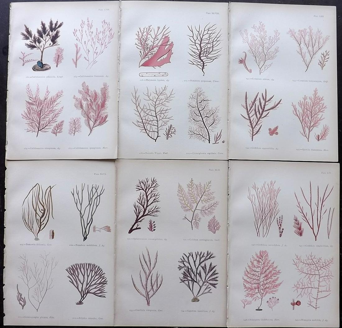Gatty, Mrs Alfred 1872 Lot of 6 Red Seaweed Prints (1 of 2)