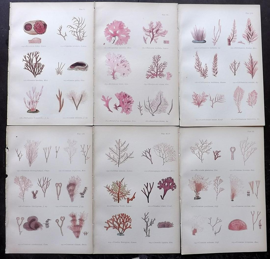 Gatty, Mrs Alfred 1872 Lot of 6 Red Seaweed Prints (1 of 2)