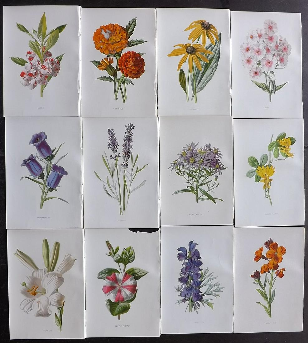 Hulme, Edward C1880 Lot of 12 Botanical Prints (1 of 2)