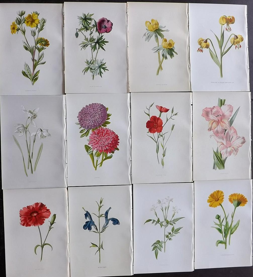 Hulme, Edward C1880 Lot of 12 Botanical Prints (1 of 2)