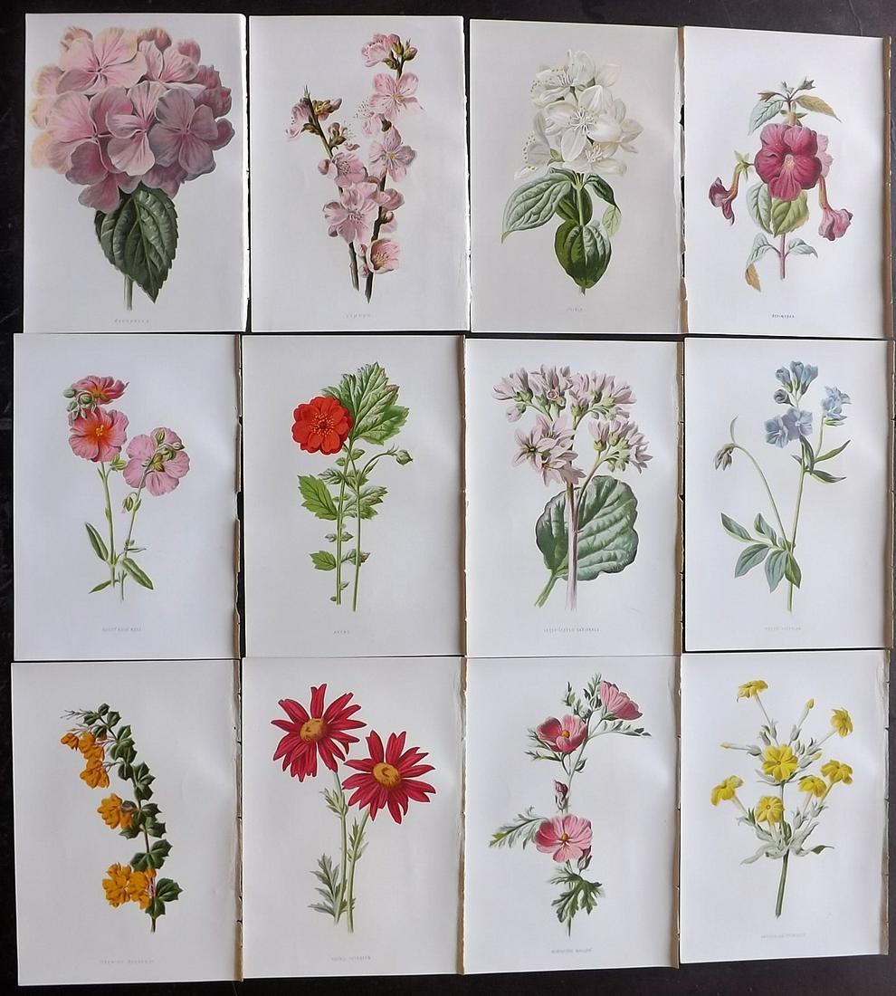 Hulme, Edward C1880 Lot of 12 Botanical Prints (1 of 2)