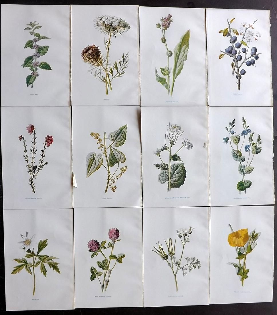 Hulme, Edward C1900 Lot of 12 Botanical Prints (1 of 2)