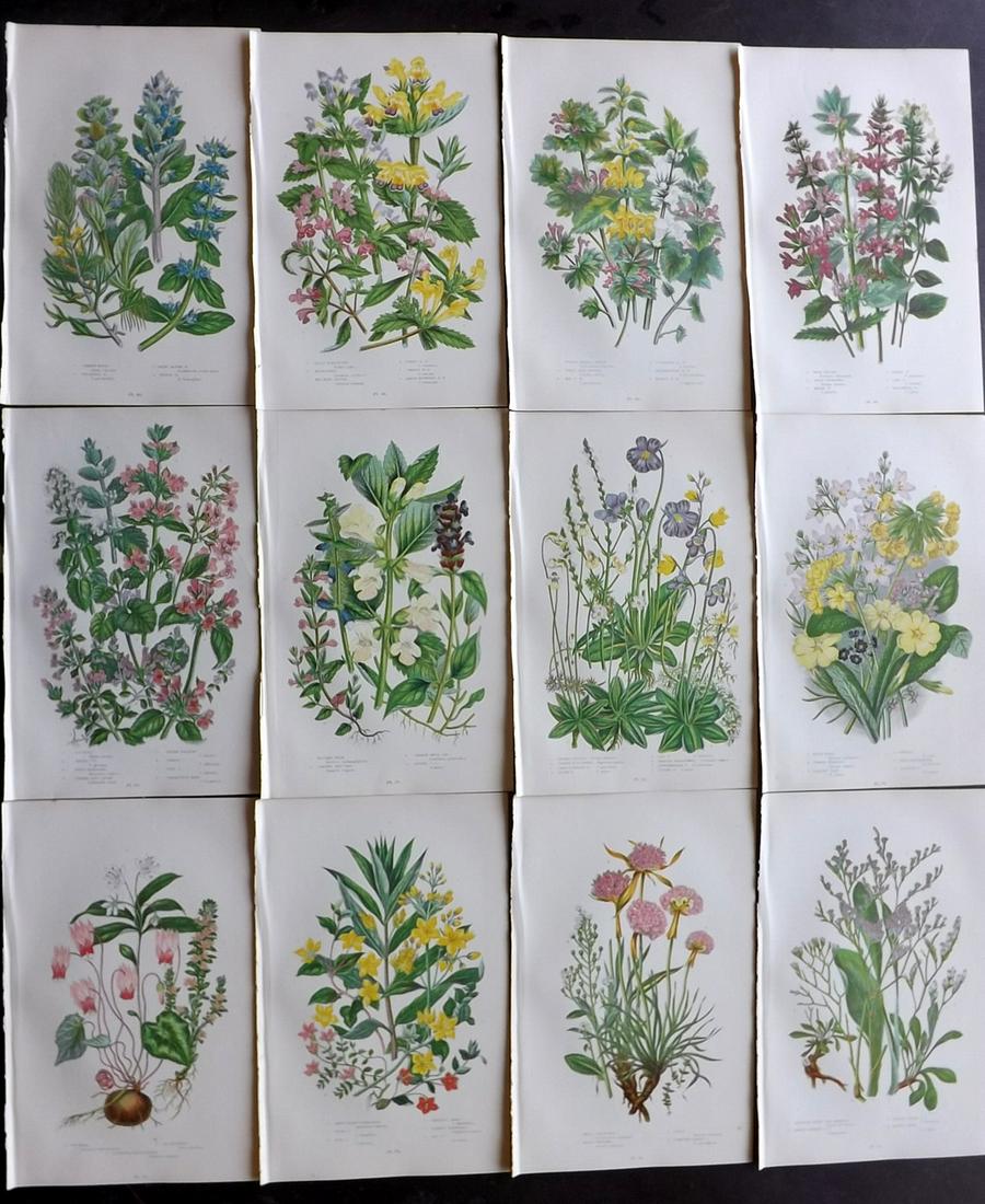 Pratt, Anne 1899 Lot of 12 Antique Botanical Prints: Chromolithographs Published 1899 by Frederick Warne & Co, London for "The Flowering Plants, Grasses, Sedges & Ferns of Great Britain" by Anne Pratt. Paper Size: 9 x 6 inch (23 x 15cm) Good Condition