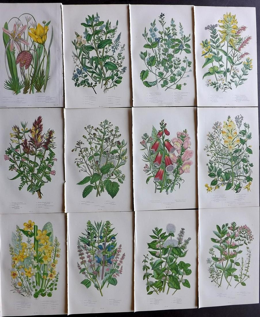 Pratt, Anne 1899 Lot of 12 Antique Botanical Prints: Chromolithographs Published 1899 by Frederick Warne & Co, London for "The Flowering Plants, Grasses, Sedges & Ferns of Great Britain" by Anne Pratt. Paper Size: 9 x 6 inch (23 x 15cm) Good Condition
