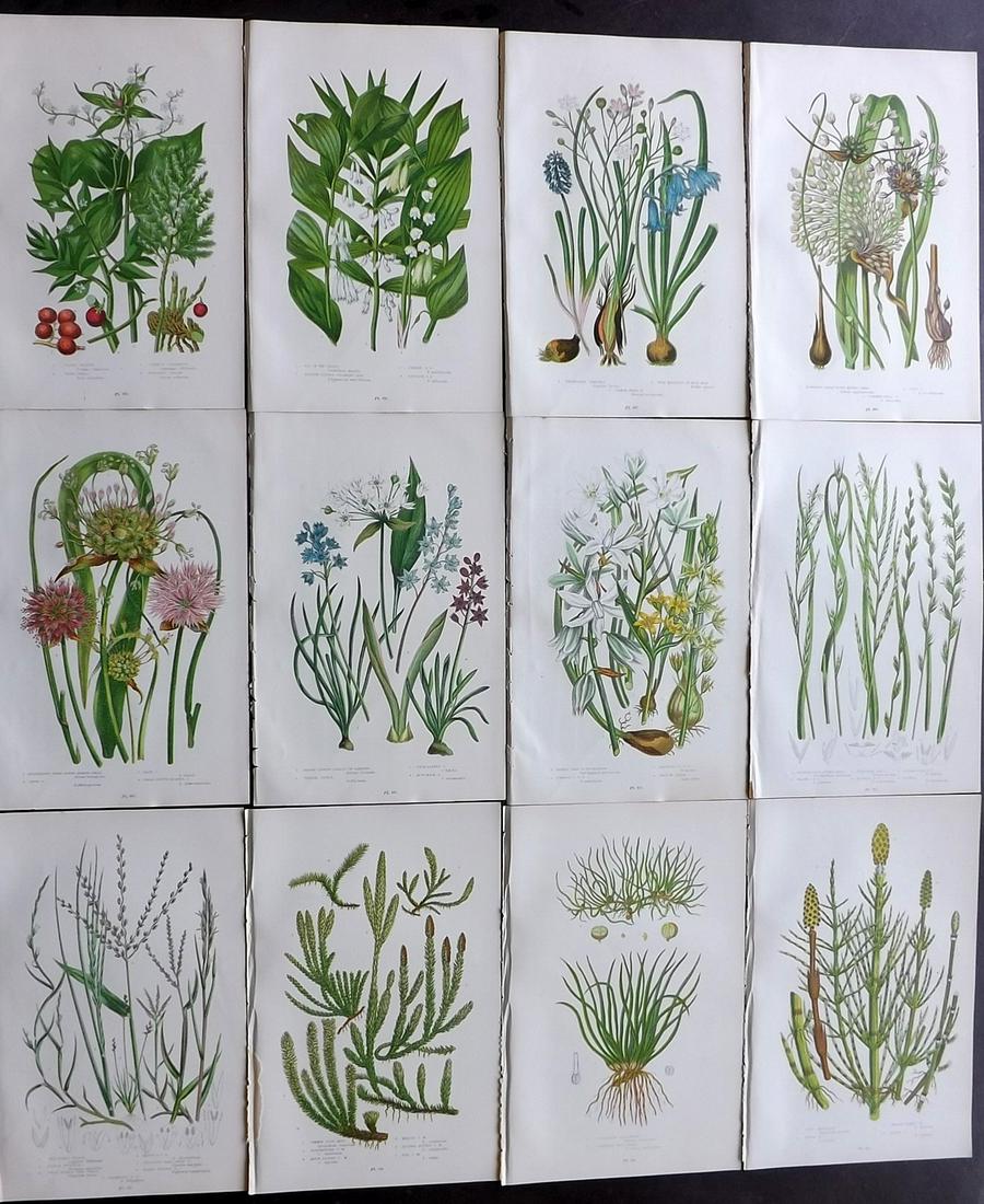 Pratt, Anne 1899 Lot of 12 Antique Botanical Prints: Chromolithographs Published 1899 by Frederick Warne & Co, London for "The Flowering Plants, Grasses, Sedges & Ferns of Great Britain" by Anne Pratt. Paper Size: 9 x 6 inch (23 x 15cm) Good Condition