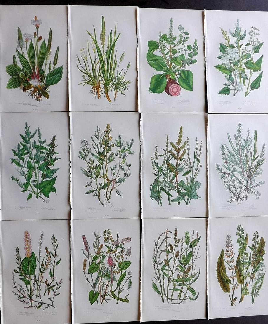 Pratt, Anne 1899 Lot of 12 Antique Botanical Prints: Chromolithographs Published 1899 by Frederick Warne & Co, London for "The Flowering Plants, Grasses, Sedges & Ferns of Great Britain" by Anne Pratt. Paper Size: 9 x 6 inch (23 x 15cm) Good Condition