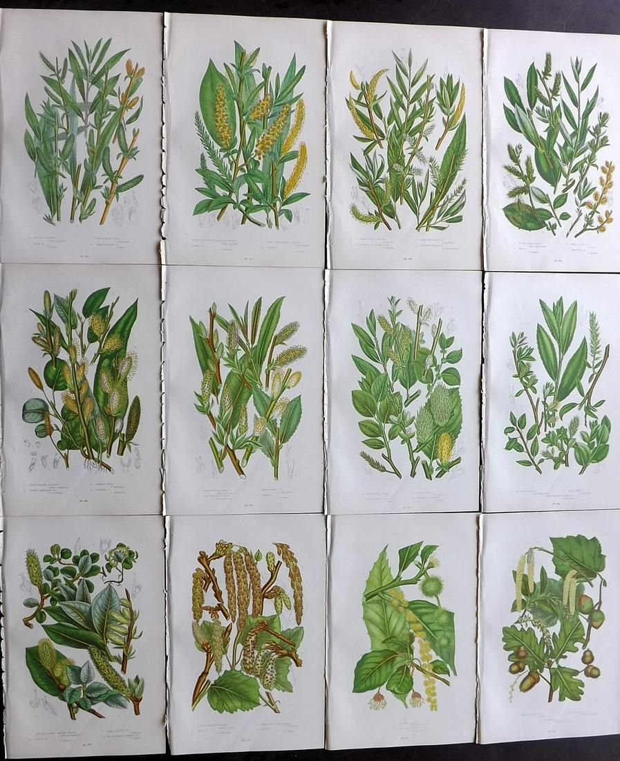 Pratt, Anne 1899 Lot of 12 Antique Botanical Prints: Chromolithographs Published 1899 by Frederick Warne & Co, London for "The Flowering Plants, Grasses, Sedges & Ferns of Great Britain" by Anne Pratt. Paper Size: 9 x 6 inch (23 x 15cm) Good Condition