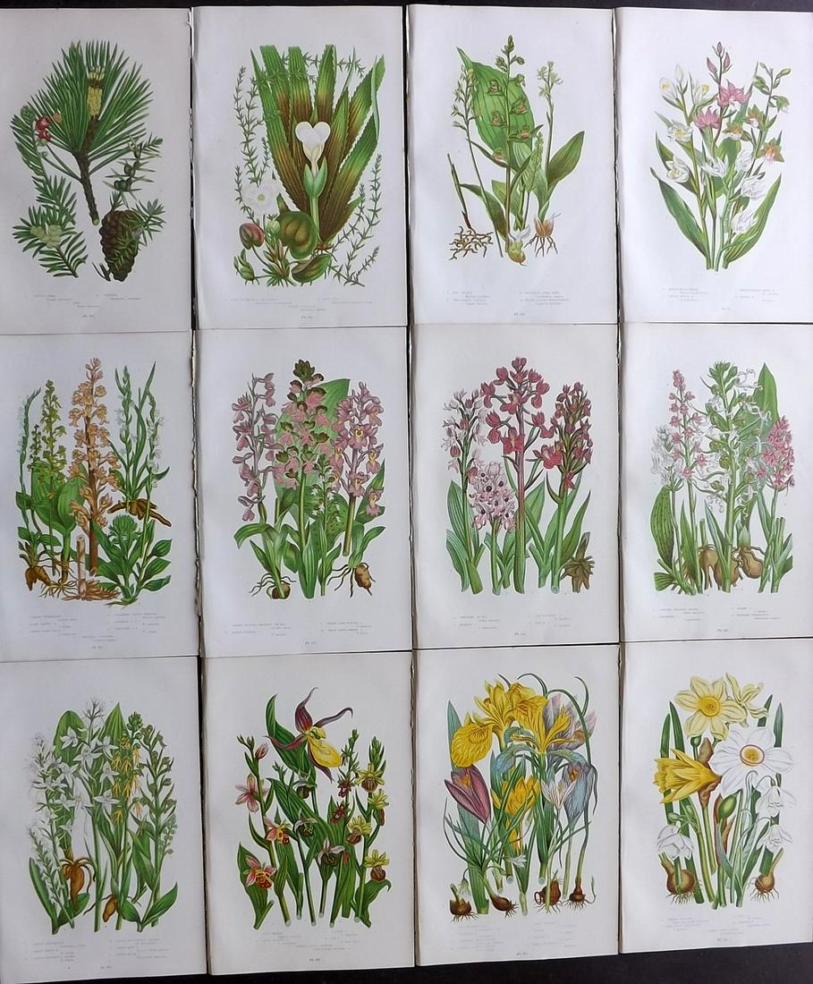 Pratt, Anne 1899 Lot of 12 Antique Botanical Prints: Chromolithographs Published 1899 by Frederick Warne & Co, London for "The Flowering Plants, Grasses, Sedges & Ferns of Great Britain" by Anne Pratt. Paper Size: 9 x 6 inch (23 x 15cm) Good Condition