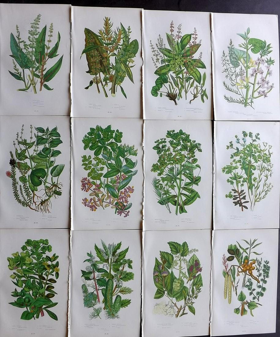 Pratt, Anne 1899 Lot of 12 Antique Botanical Prints: Chromolithographs Published 1899 by Frederick Warne & Co, London for "The Flowering Plants, Grasses, Sedges & Ferns of Great Britain" by Anne Pratt. Paper Size: 9 x 6 inch (23 x 15cm) Good Condition