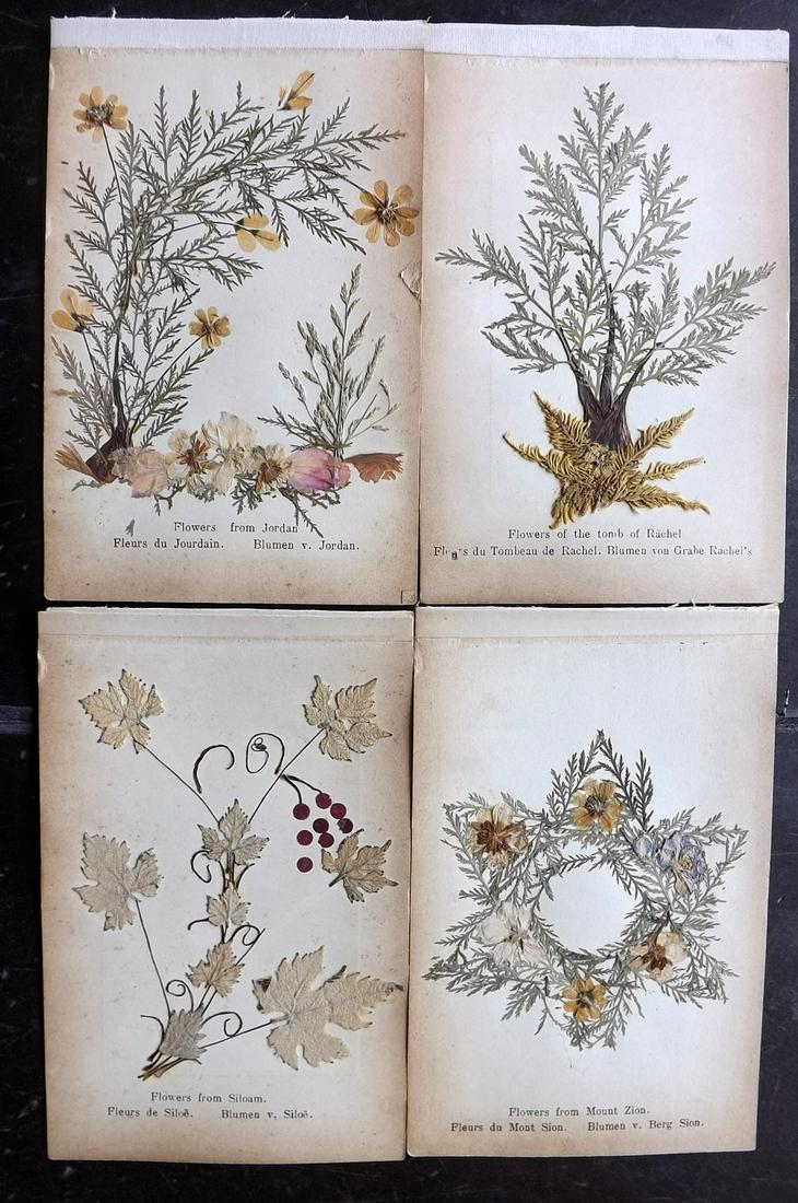 Pressed Flowers From the Holy Land C1900 Lot of 4 (1 of 2)