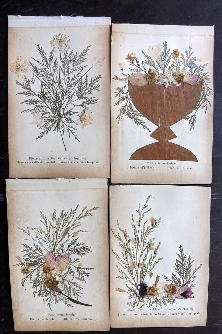 Pressed Flowers From the Holy Land C1900 Lot of 5 (1 of 2)
