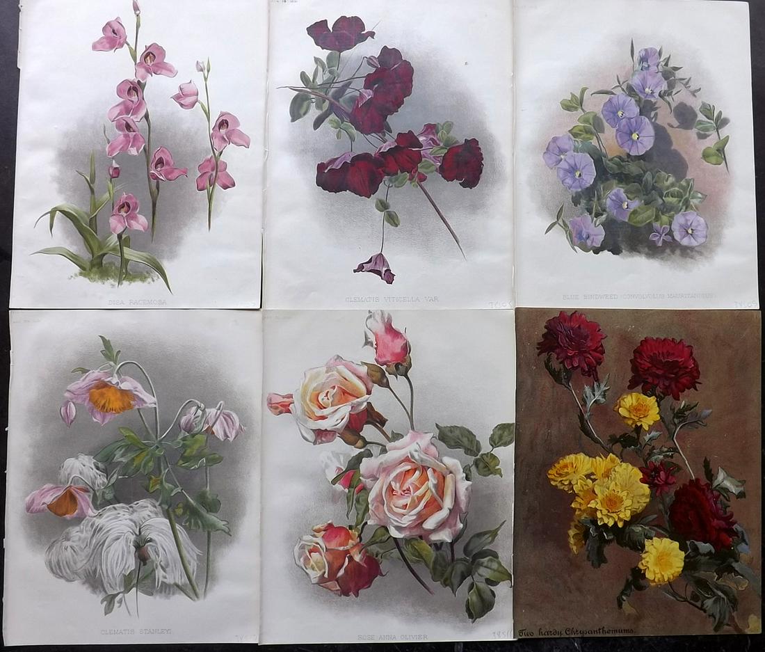 The Garden 1891 Lot of 6 Botanical Prints: Chromolithographs Published 1872-1927, London for "The Garden. An Illustrated Weekly Journal of Horticulture in all its Branches" Edited by William Robinson and others. Paper Size: 11.5 x 9 inch (29 x