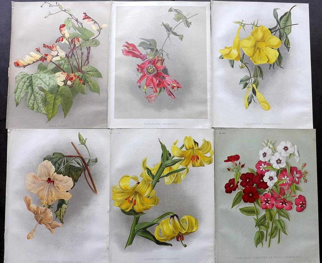 The Garden 1891 Lot of 6 Botanical Prints: Chromolithographs Published 1872-1927, London for "The Garden. An Illustrated Weekly Journal of Horticulture in all its Branches" Edited by William Robinson and others. Paper Size: 11.5 x 9 inch (29 x