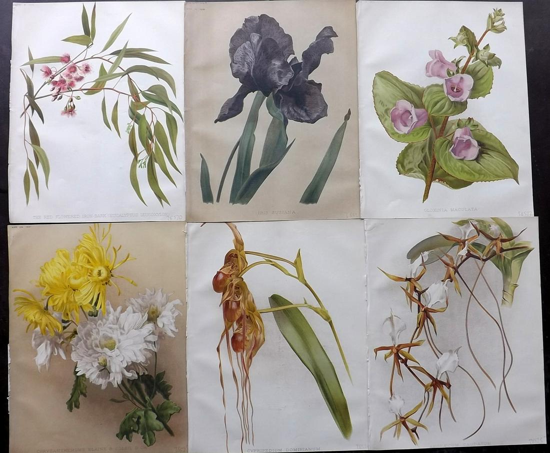 The Garden 1891 Lot of 6 Botanical Prints: Chromolithographs Published 1872-1927, London for "The Garden. An Illustrated Weekly Journal of Horticulture in all its Branches" Edited by William Robinson and others. Paper Size: 11.5 x 9 inch (29 x