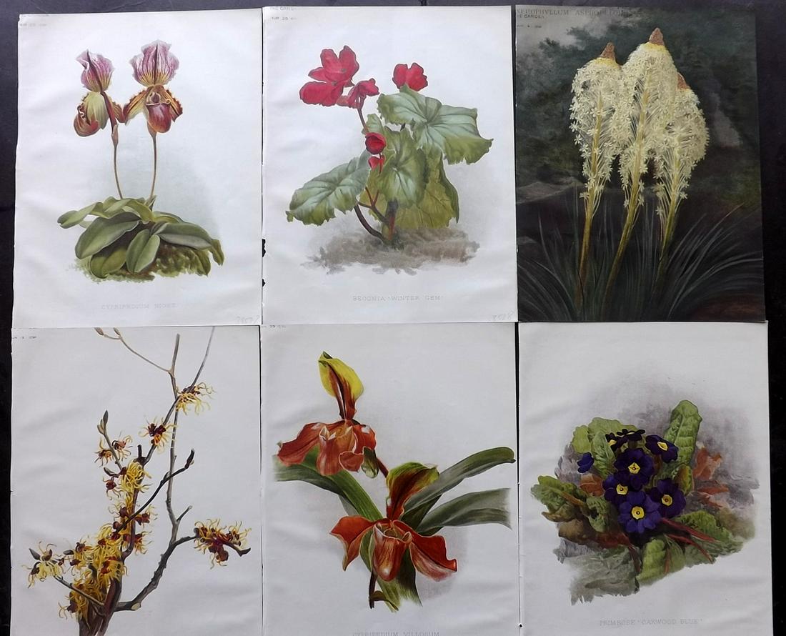 The Garden 1891 Lot of 6 Botanical Prints: Chromolithographs Published 1872-1927, London for "The Garden. An Illustrated Weekly Journal of Horticulture in all its Branches" Edited by William Robinson and others. Paper Size: 11.5 x 9 inch (29 x